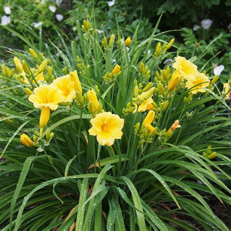 stella dior daylily|stella de oro daylily size.